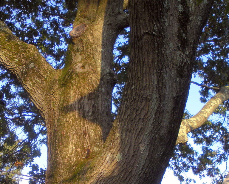 An Old Oak Tree